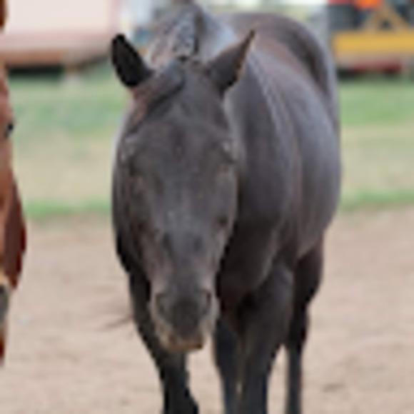 Meet your Posher, Haley - Picture 1 of 1